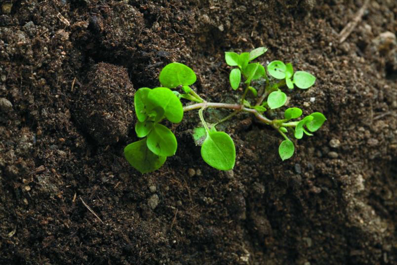 Chickweed